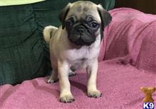 pug puppy posted by Jessica reynolds